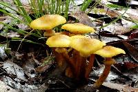 Armillaria luteobubalina image