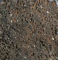 Actinogyra muehlenbergii image