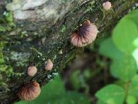 Anthracophyllum nigrita image