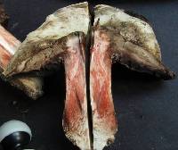 Agaricus pearsonii image