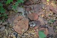 Agaricus endoxanthus image