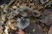 Agaricus endoxanthus image