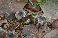 Agaricus endoxanthus image