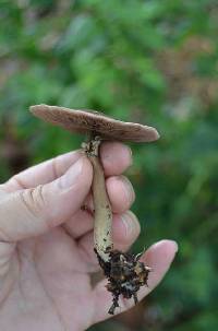 Agaricus endoxanthus image