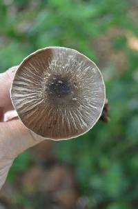 Agaricus endoxanthus image