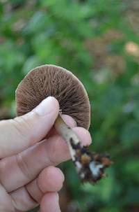 Agaricus endoxanthus image