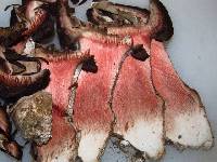 Agaricus pearsonii image