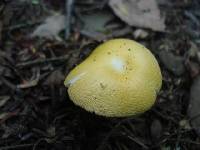 Amanita elongata image