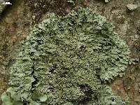 Anaptychia squamulosa image