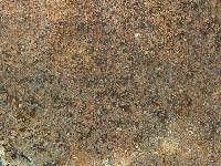 Acarospora obnubila image