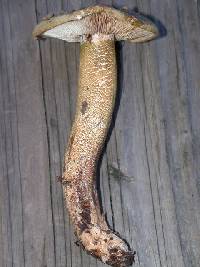 Agaricus aurantia image