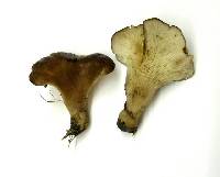 Agaricus petalodes image