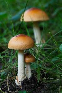 Amanita subnudipes image