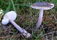 Amanita friabilis image