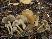 Agrocybe putaminum image