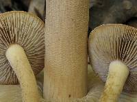 Agrocybe putaminum image