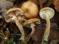 Armillaria cepaestipes image