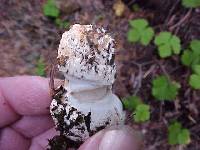 Amanita subjunquillea image