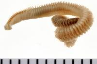 Anthostoma angustisporus image