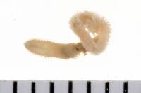Anthostoma pimpriana image