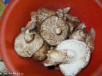 Amanita ponderosa image