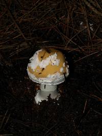 Amanita subjunquillea image