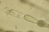 Allomyces macrogynus image