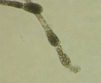 Allomyces macrogynus image