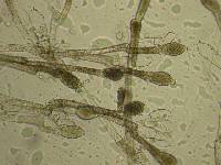 Allomyces macrogynus image