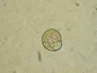 Allomyces macrogynus image