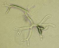 Allomyces macrogynus image