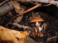 Armillaria nabsnona image