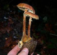 Armillaria nabsnona image