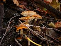 Armillaria nabsnona image