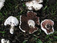 Agaricus campester image