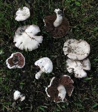 Agaricus campester image