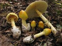 Amanita arkansana image