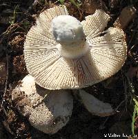 Amanita curtipes image