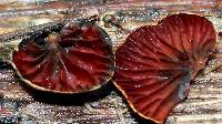 Anthracophyllum nigrita image