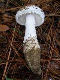 Image of Amanita baccata