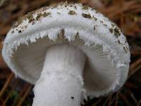 Amanita baccata image