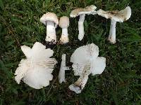 Amanita radiata image