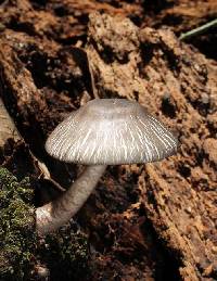 Agaricus rotalis image