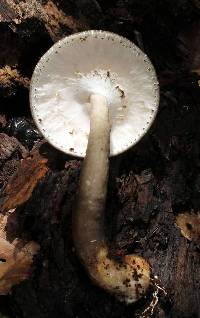 Agaricus rotalis image