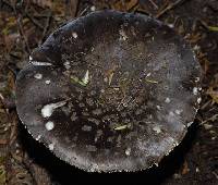 Amanita nothofagi image