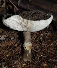 Amanita nothofagi image