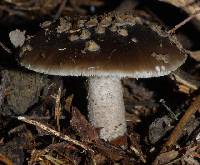 Amanita nothofagi image