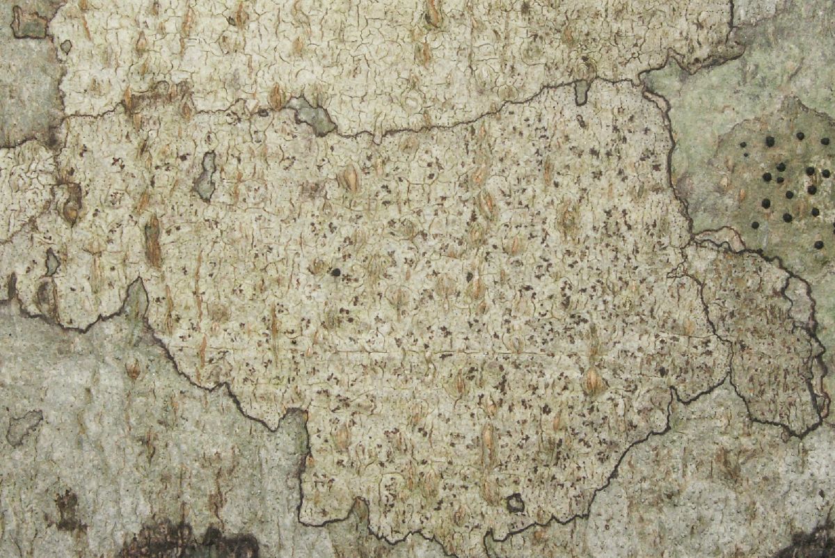 Arthonia rubella image