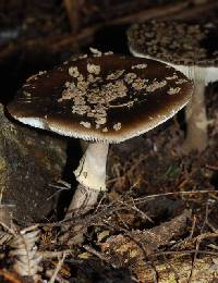 Amanita nothofagi image