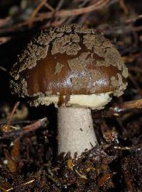 Amanita nothofagi image